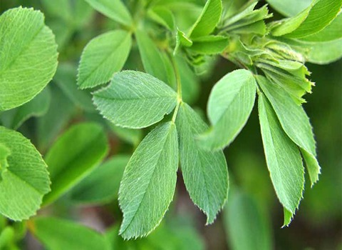 تصویر 3 از خرید و قیمت خوراک دام بجنورد + فروش صادراتی